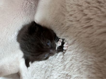 Katzenbabys, Mutter BKH mix, Vater Maine Coon mix