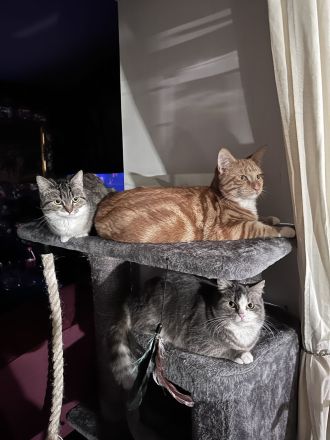 Katzenbabys, Mutter BKH mix, Vater Maine Coon mix