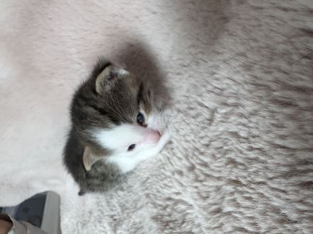 Katzenbabys, Mutter BKH mix, Vater Maine Coon mix