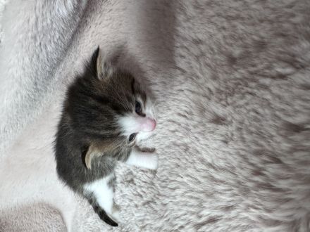 Katzenbabys, Mutter BKH mix, Vater Maine Coon mix