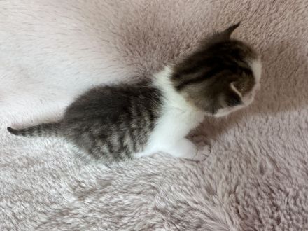 Katzenbabys, Mutter BKH mix, Vater Maine Coon mix