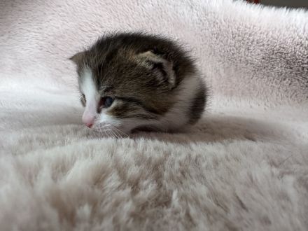 Katzenbabys, Mutter BKH mix, Vater Maine Coon mix