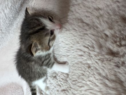 Katzenbabys, Mutter BKH mix, Vater Maine Coon mix