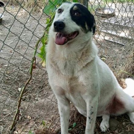 HÜNDIN TABBY, kastriert, noch in Griechenland