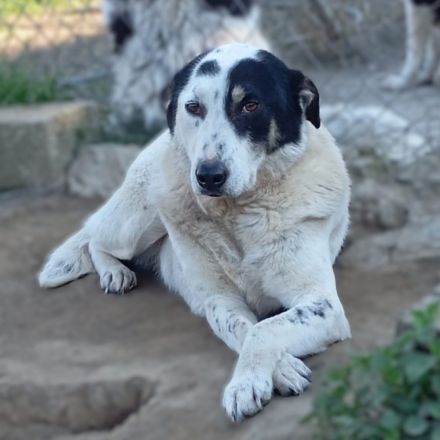 HÜNDIN TABBY, kastriert, noch in Griechenland