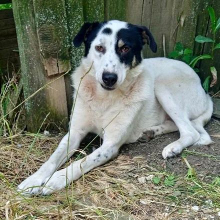 HÜNDIN TABBY, kastriert, noch in Griechenland