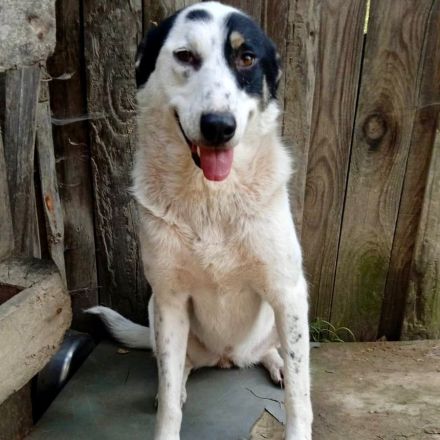 HÜNDIN TABBY, kastriert, noch in Griechenland