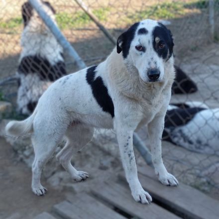 HÜNDIN TABBY, kastriert, noch in Griechenland