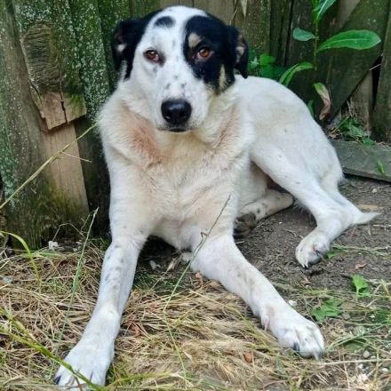 HÜNDIN TABBY, kastriert, noch in Griechenland