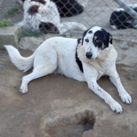 HÜNDIN TABBY, kastriert, noch in Griechenland