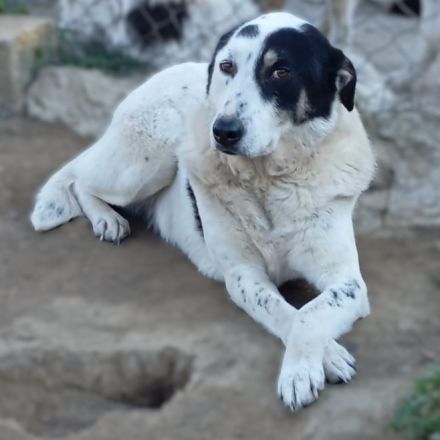HÜNDIN TABBY, kastriert, noch in Griechenland