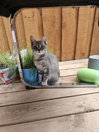 Liebe volle verschmuste katze sucht neues Zuhause