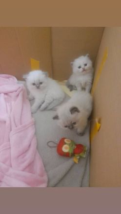 Colourpoint Perser Kätzchen