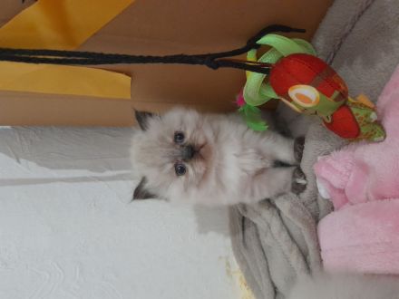 Colourpoint Perser Kätzchen