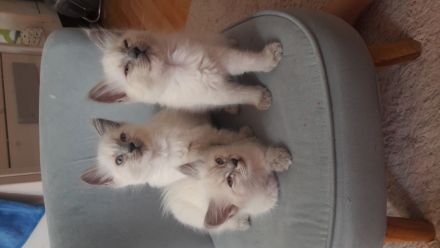 Ragdoll kitten
