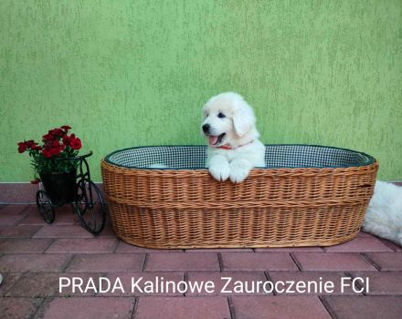 Kalinowe Zauroczenie FCI