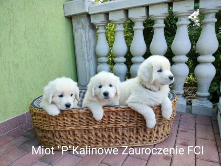 Kalinowe Zauroczenie FCI