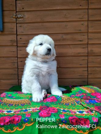 Kalinowe Zauroczenie FCI