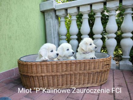 Polnischer Tatra-Schäferhundwelpen