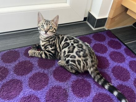 Flora Bengal Kitten Mädchen