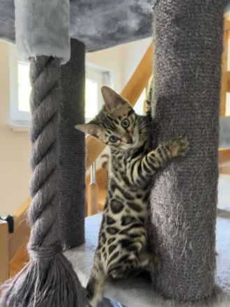 Flora Bengal Kitten Mädchen