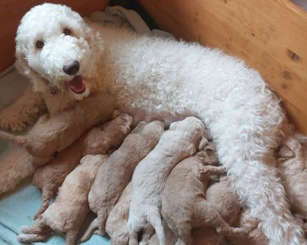 Grosspudel Königspudel Welpen mit Ahnentafel suchen liebevolles Zuhause!