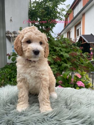 Grosspudel Königspudel Welpen mit Ahnentafel suchen liebevolles Zuhause!