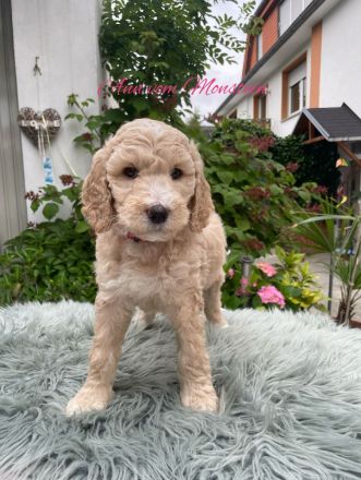 Grosspudel Königspudel Welpen mit Ahnentafel suchen liebevolles Zuhause!