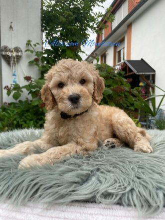 Grosspudel Königspudel Welpen mit Ahnentafel suchen liebevolles Zuhause!