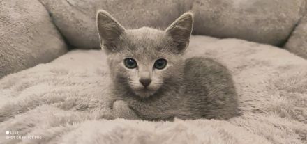 Russisch Blau Katzen mit Stammbaum