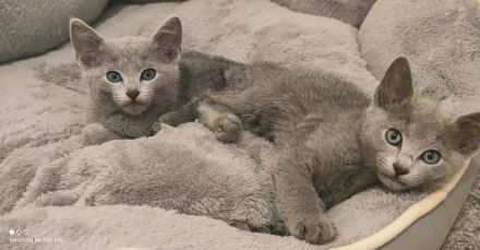 Russisch Blau Katzen mit Stammbaum