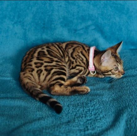 Bengalische Kätzchen.