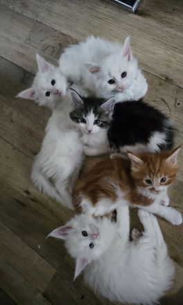 Reinrassige Main Coon kitten suchen ab August ein neues Zuhause für immer