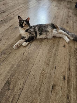 Reinrassige Main Coon kitten suchen ab August ein neues Zuhause für immer