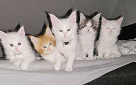 Reinrassige Main Coon kitten suchen ab August ein neues Zuhause für immer