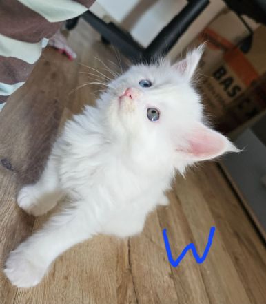 Reinrassige Main Coon kitten suchen ab August ein neues Zuhause für immer