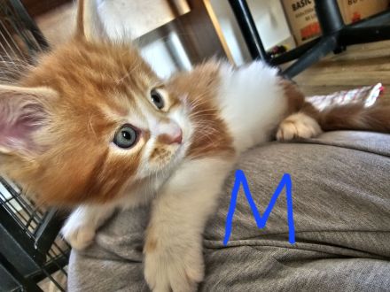 Reinrassige Main Coon kitten suchen ab August ein neues Zuhause für immer