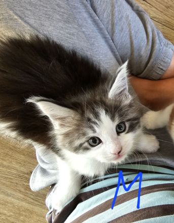 Reinrassige Main Coon kitten suchen ab August ein neues Zuhause für immer