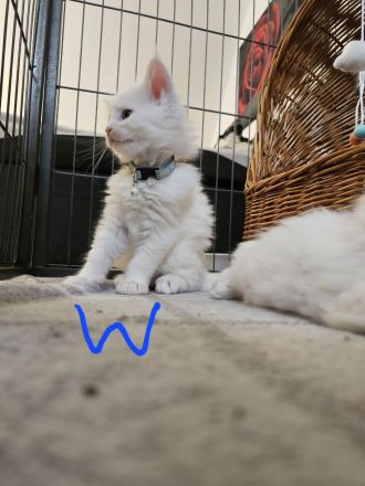 Reinrassige Main Coon kitten suchen ab August ein neues Zuhause für immer