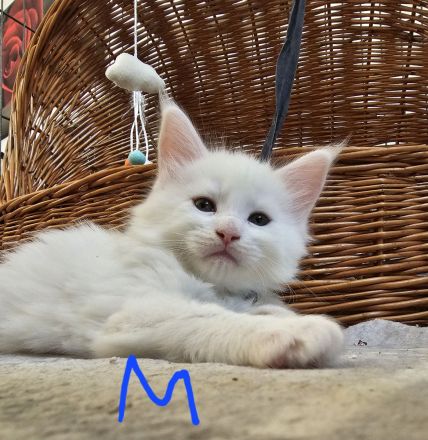 Reinrassige Main Coon kitten suchen ab August ein neues Zuhause für immer