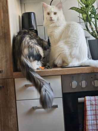 Reinrassige Main Coon kitten suchen ab August ein neues Zuhause für immer