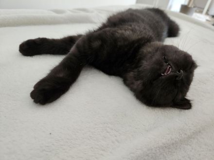 BKH Mädchen mit Vater