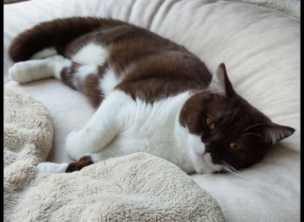 BKH Mädchen mit Vater