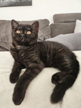 BKH Mädchen mit Vater