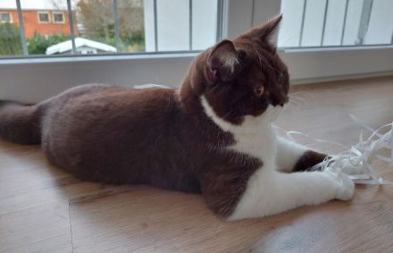 BKH Mädchen mit Vater