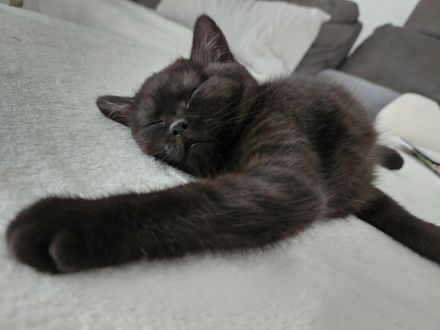 BKH Mädchen mit Vater