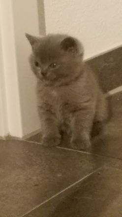 Reinrassige BKH Kitten