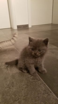 Reinrassige BKH Kitten