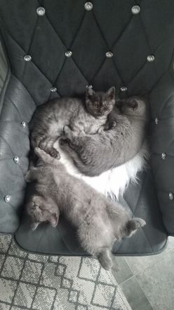 Reinrassige BKH Kitten