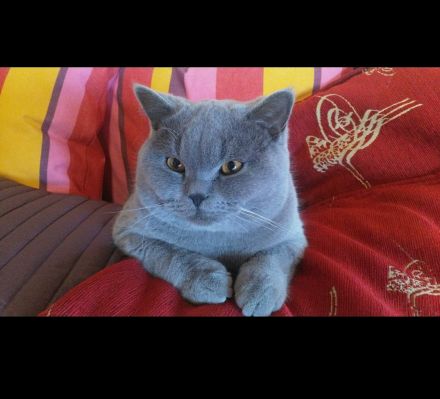 Reinrassige BKH Kitten